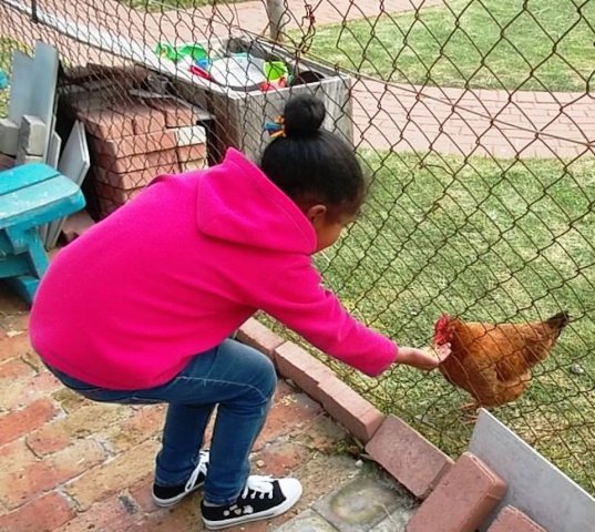 pk the hen